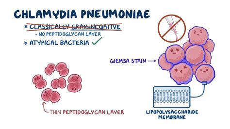 Chlamydia Bacteria Gram Stain