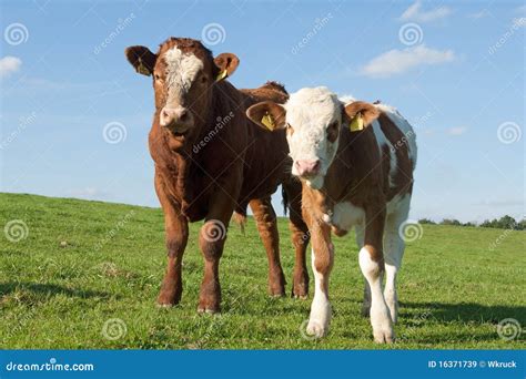 Two cows stock image. Image of curiosity, ruminant, animal - 16371739