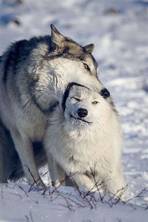 Playing | Wolf dog, Wolf spirit animal, Wolf love