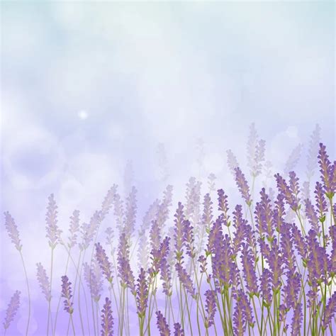 Lavender Background — Stock Vector © ramonakaulitzki #21353881