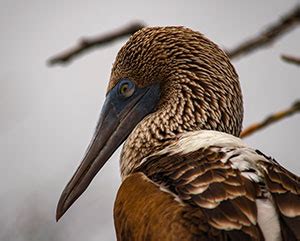 Endemic Species in the Galapagos Islands | Columbus Travel