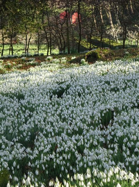 Snowdrops at Painswick Rococo Garden | Avon Gardens Trust