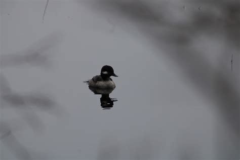 Bird seen in coastal south Jersey in a swamp. : r/whatsthisbird