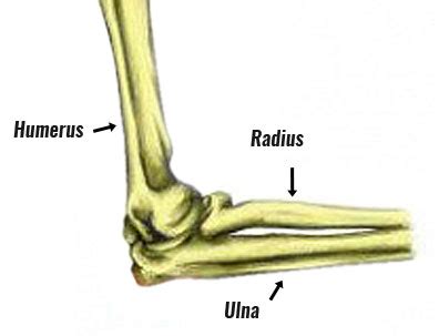 Elbow Joint Muscles