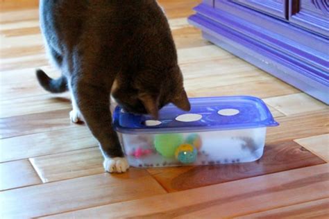 DIY Cat Toys To Keep Them Busy - Your Cats will be happy