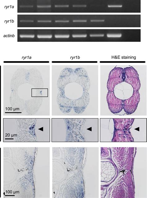 ryr1a and ryr1b expression by fast and slow muscle in wild-type Pacific ...