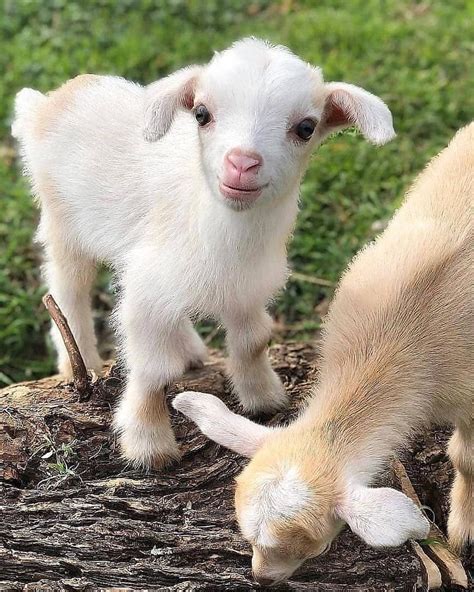 eet Saturn! A cute baby goat who loves to play with his sister😍 Photo ...