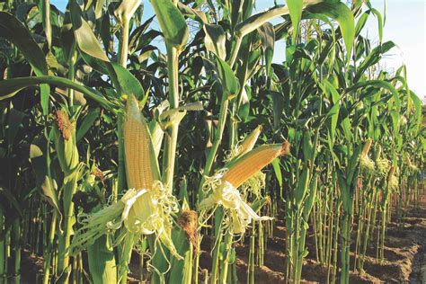 corn field, corn on the cob - Lakeside Foods Lakeside Foods