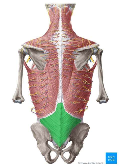 Thoracolumbar fascia: Anatomy and clinical notes | Kenhub