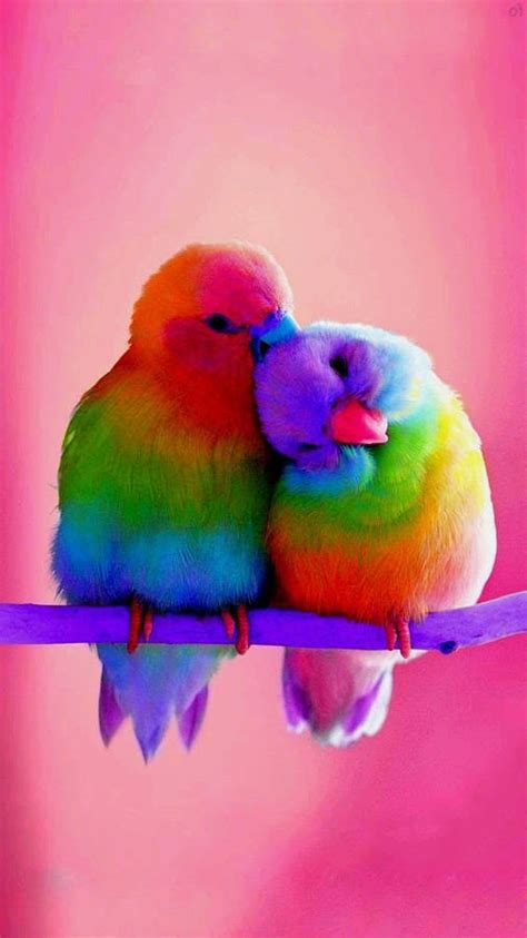 Download Rainbow Love Birds On Pink Background Wallpaper | Wallpapers.com