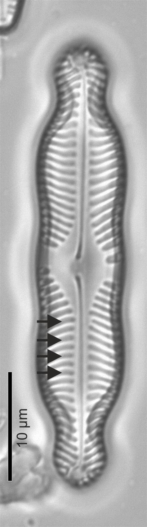 Glossary | Diatom Flora of Britian and Ireland