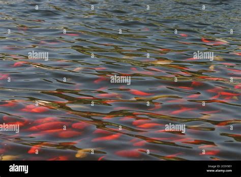 Goldfish pond hi-res stock photography and images - Alamy