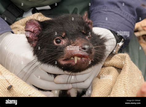 Devil facial tumor disease hi-res stock photography and images - Alamy