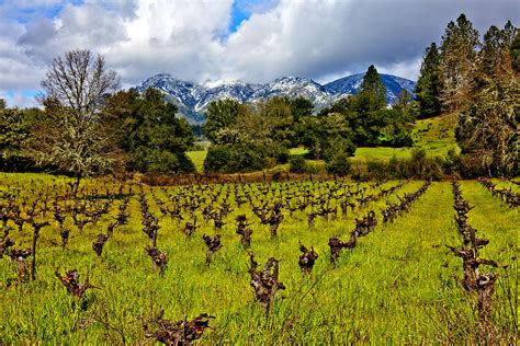 Vineyards and Mt St. Helena Photograph by Garry Gay - Fine Art America