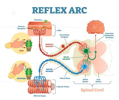 Spinal Reflex Arc anatomical scheme, vector illustration - VectorMine