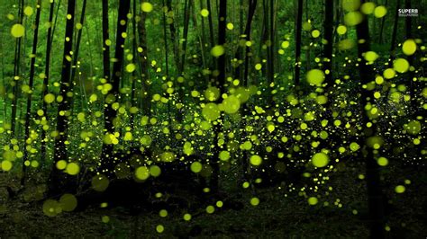 🔥 [50+] Firefly Desktop Wallpapers | WallpaperSafari