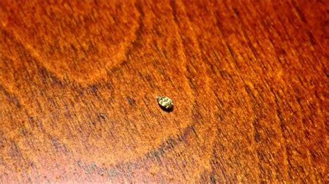 Images Of Carpet Beetle Eggs | www.resnooze.com