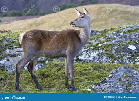 Red Deer Hind stock photo. Image of hind, muddy, brown - 7258264