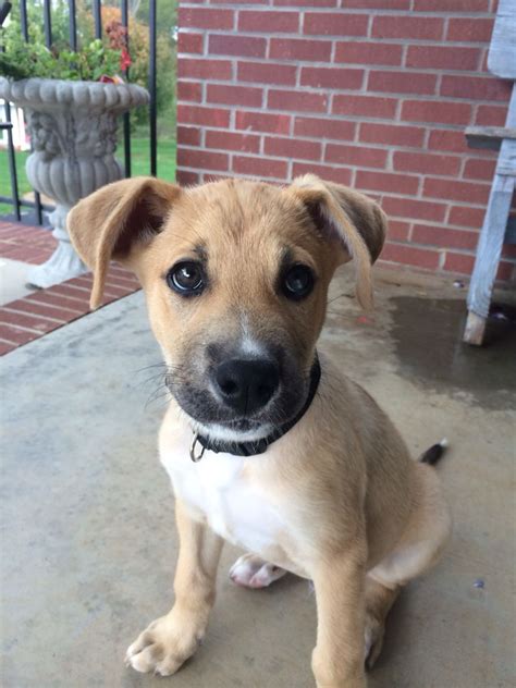 67+ German Shepherd Boxer Puppies Photo - Bleumoonproductions