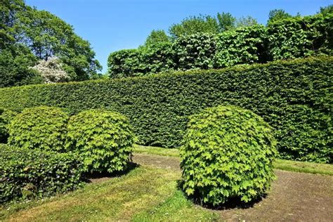 Fast Growing Hedges For Privacy Purpose - Growing and Gathering