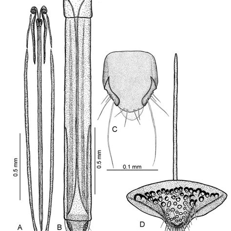 Line drawings of the ovipositor system of Amblyscelio sp. A-Ovipositor ...