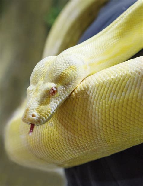 Albino Boa Constrictor Stock Images - Download 117 Royalty Free Photos