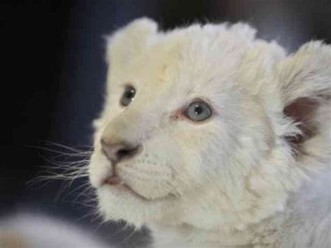 White lion cubs born Germany | White Lion Cub Albino - Four White Lion Cubes Albino were born in ...