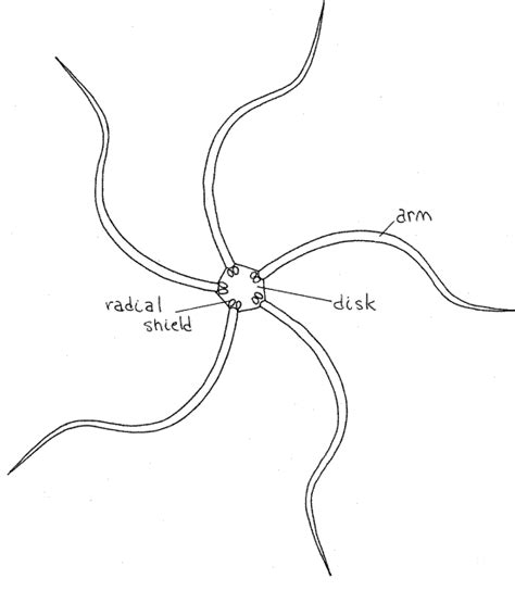 Brittle Star Anatomy