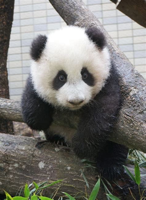 So cute | Panda bear, Baby panda bears, Baby panda