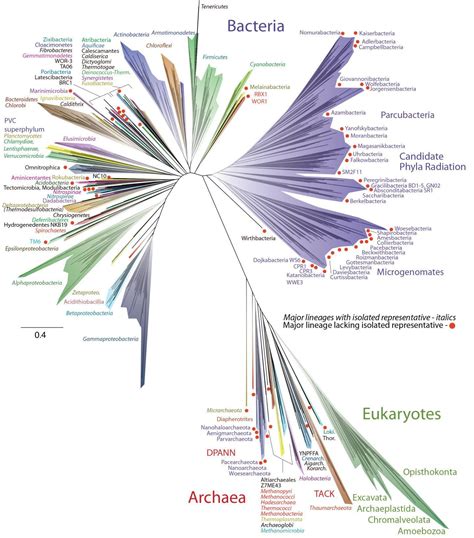 Pergelator: Tree of Life, Revised