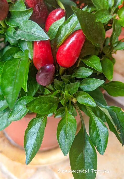 Ornamental Pepper Plant Care - How to Grow Capsicum annuum