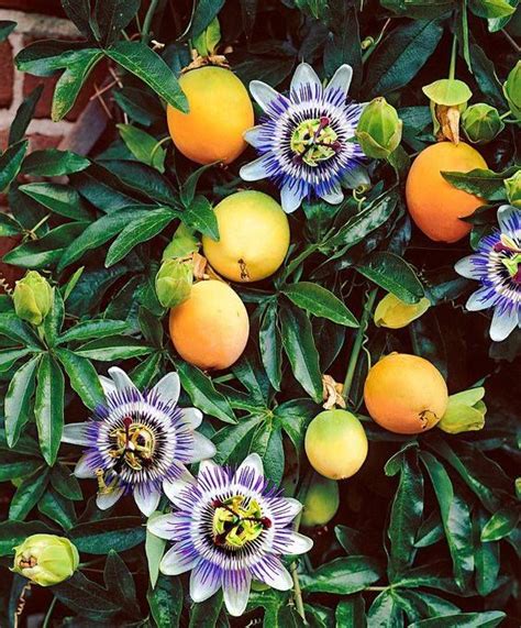 Maracujá (Passiflora edulis): da flor ao fruto! | Çiçek dikimi, Dikim fikirleri, Sebze yetiştirme