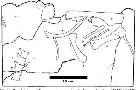 Figure 2 from Anatomy and relationships of Corosaurus alcovensis (Diapsida: Sauropterygia) and ...