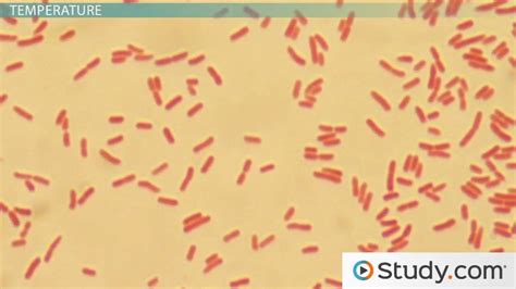 E. Coli Overview, Growth Factors & Ideal Conditions - Lesson | Study.com