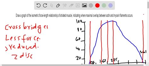 SOLVED:Sketch a myogram of a single muscular twitch, and identify the latent period, period of ...