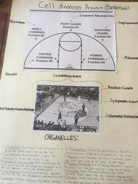 Cell (Biology) Analogy: Basketball team