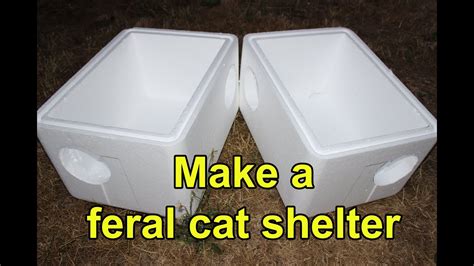 How To Make Feral Cats Like You at Alan Hopper blog