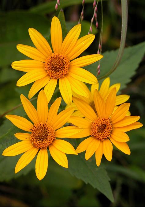 Free photo: Yellow Daisies - Blooming, Daisy, Flower - Free Download ...