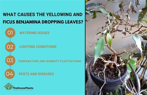 5 reason for Ficus Benjamin leaf fall; Causes and full Care guide