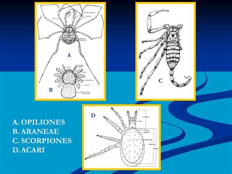 PPT - MITES (ARACHNIDA: ACARI) COLLECTION, PREPARATION, MOUNTING ...