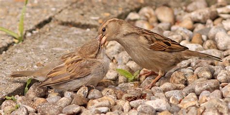 Sparrows feeding young. by bobpaige1 | ePHOTOzine