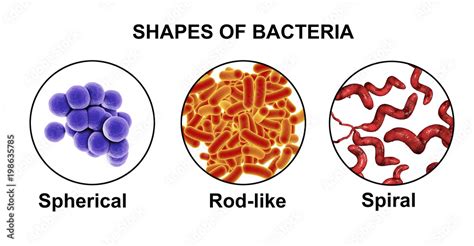 Shapes of bacteria, spherical, rod-like and spiral bacteria, view under microscope with labels ...