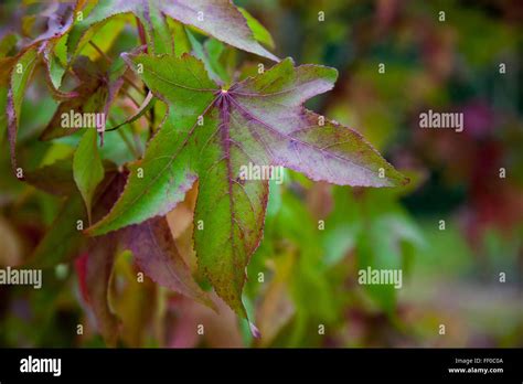 Acer Palmatum leaves Stock Photo - Alamy