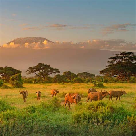 Kenya Safari Tour for Solo Travelers | EF Go Ahead Tours