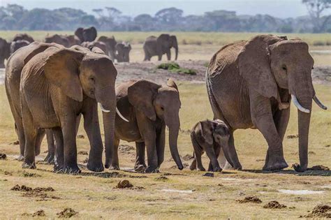 Elephant herd and social behavior - The Elephant Guide