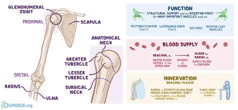 29+ Anatomy Humerus Gif