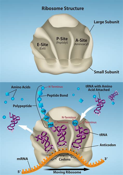 3.5.6: Ribosomes and Protein Synthesis - Biology LibreTexts