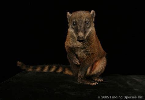 predators of the coati