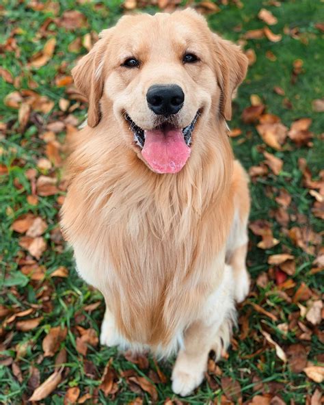 14 Interesting Facts About Golden Retrievers | PetPress