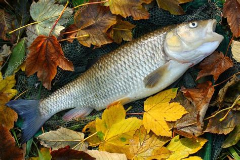 White Amur or Grass Carp — Stock Photo © vladvitek #34672783